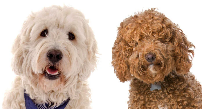 Labradoodles and hot sale goldendoodles